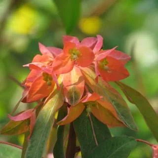Wilczomlecz - Euphorbia griffithii Beauty Orange (W)