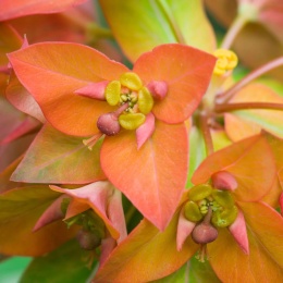 Wilczomlecz - Euphorbia griffithii Beauty Orange (W)