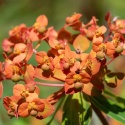 Wilczomlecz - Euphorbia griffithii Beauty Orange (W)