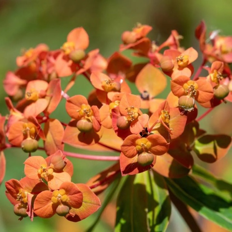 Wilczomlecz - Euphorbia griffithii Beauty Orange (W)