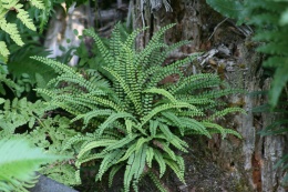 Zanokcica skalna- Asplenium trichomanes (W)