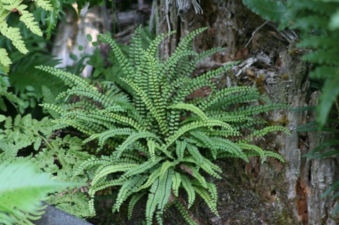 Zanokcica skalna- Asplenium trichomanes (W)