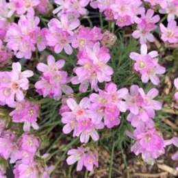 Zawciąg jałowcolisnty 'New Zeland Form'- Armeria juniperifolia (L)
