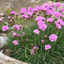 Zawciąg nadmorski 'Rosea Compacta'- Armeria maritima (L)