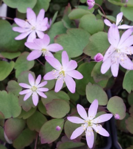 Zawilczyk rutewkowaty 'Rosea' (L)