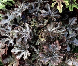 Żuraweczka 'Art Katana' (L)