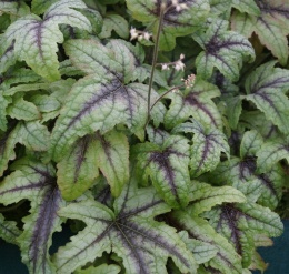 Żuraweczka 'Kimono' (L)