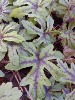 Żuraweczka 'Kimono' (L)