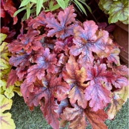 Żuraweczka 'Pop Art' (L)