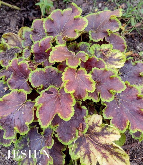 Żuraweczka 'Solar Eclipse' (W)