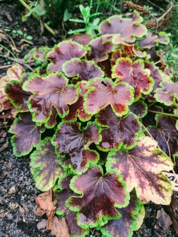 Żuraweczka 'Solar Eclipse' (W)