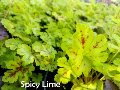 Żuraweczka 'Spicy Lime' (W)