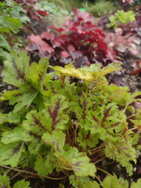 Żuraweczka 'Spicy Lime' (W)