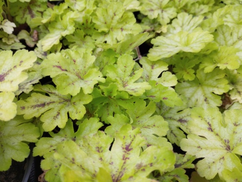 Żuraweczka 'Spicy Lime' (W)