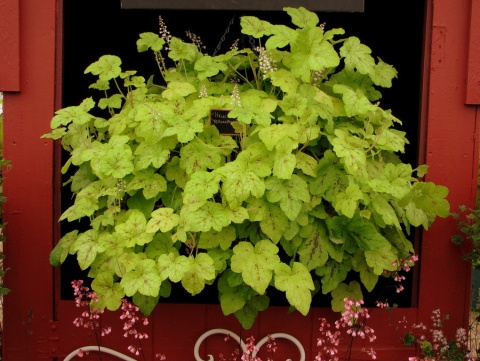 Żuraweczka 'Yellowstone Falls ' (W)