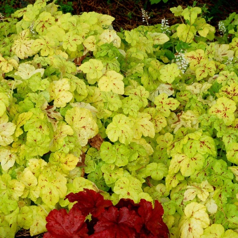 Żuraweczka 'Yellowstone Falls ' (W)