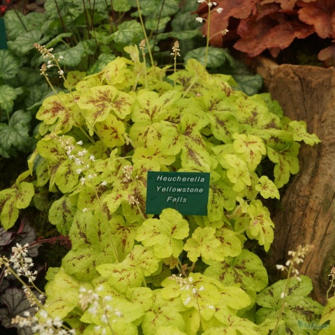 Żuraweczka 'Yellowstone Falls ' (W)