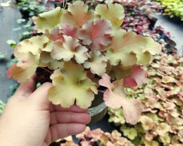 Żurawka 'Amber Gloss' (L)