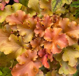 Żurawka 'Amber Gloss' (L)