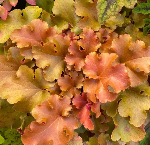 Żurawka 'Amber Gloss' (L)