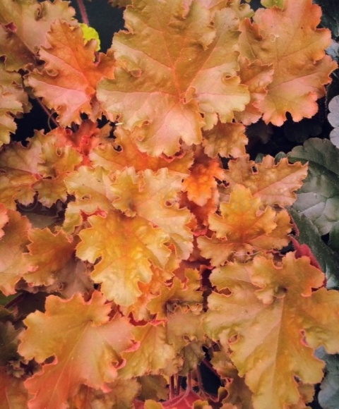 Żurawka 'Amber Sea' (W)