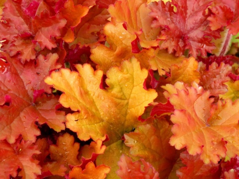 Żurawka 'Amber Sea' (W)