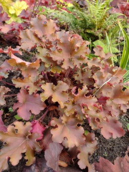 Żurawka 'Amber Sea' (W)