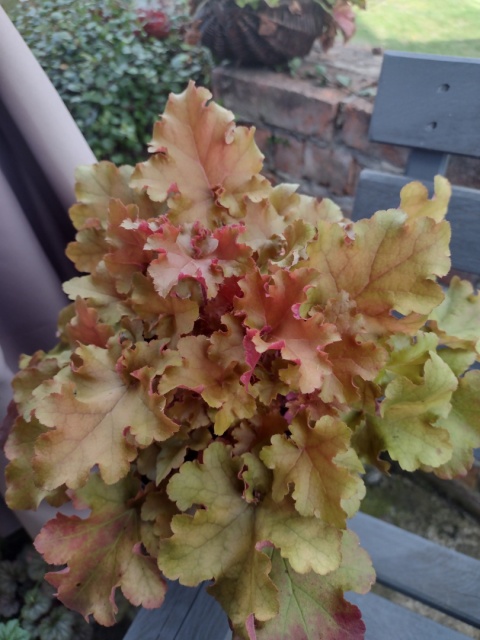 Żurawka 'Amber Sea' (W)