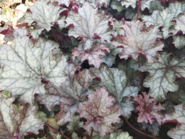 Żurawka 'Amethyst Myst' (L)