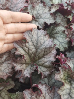 Żurawka 'Amethyst Myst' (L)