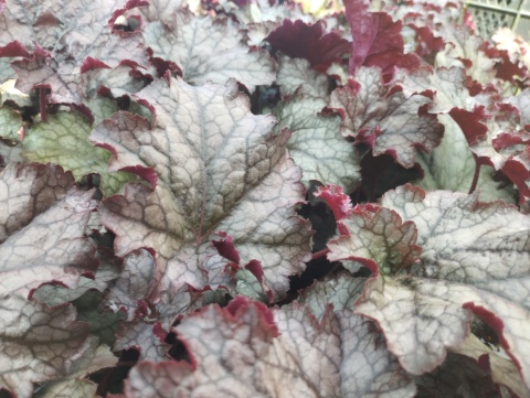 Żurawka 'Amethyst Myst' (L)