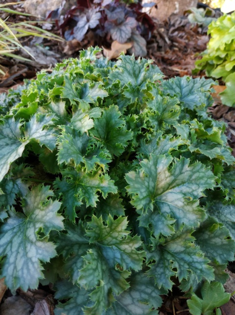 Żurawka 'Apple Crisp' (L)