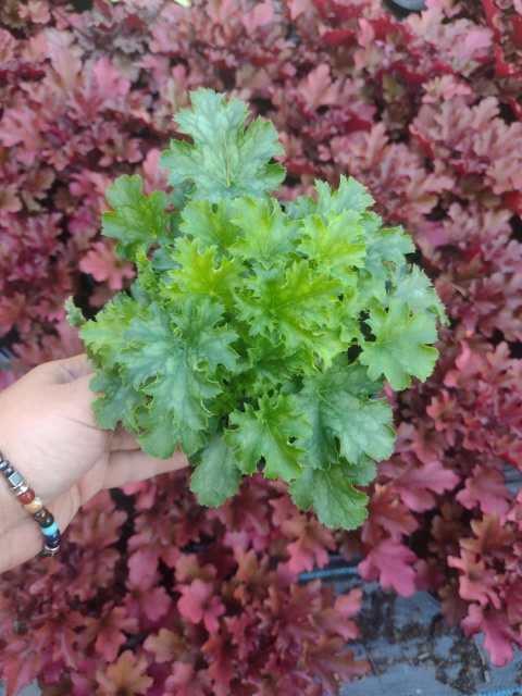 Żurawka 'Apple Crisp' (L)