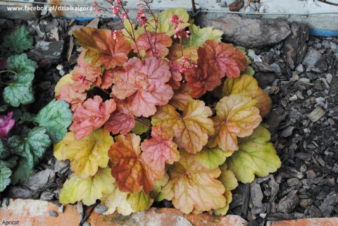 Żurawka 'Apricot' (W)