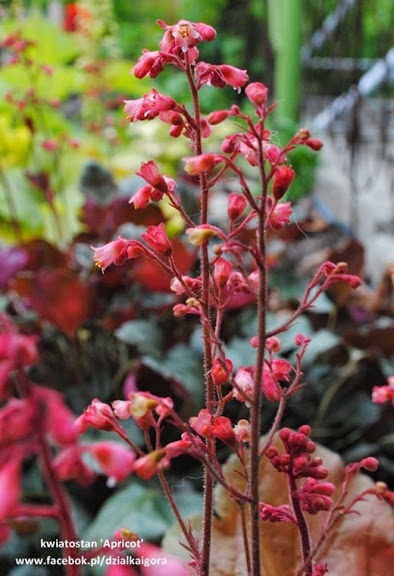 Żurawka 'Apricot' (W)