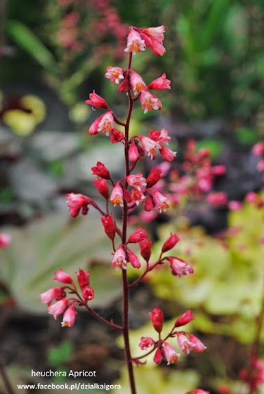 Żurawka 'Apricot' (W)