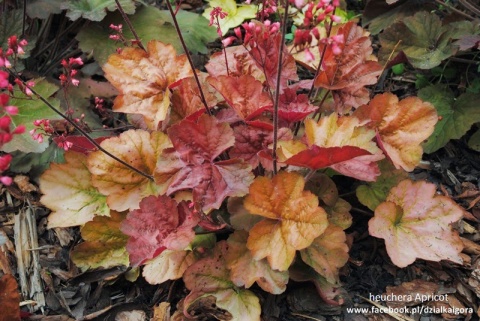 Żurawka 'Apricot' (W)