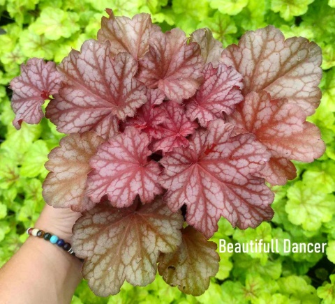 Żurawka 'Beautifull Dancer' (L)