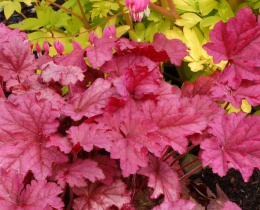 Żurawka 'Berry Smoothie' (W)