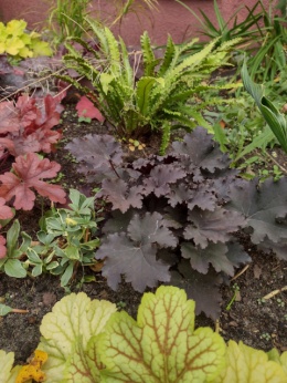 Żurawka 'Binoche' (W)