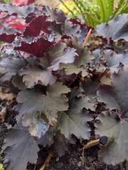 Żurawka 'Binoche' (W)