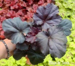 Żurawka 'Black Sea' (L)