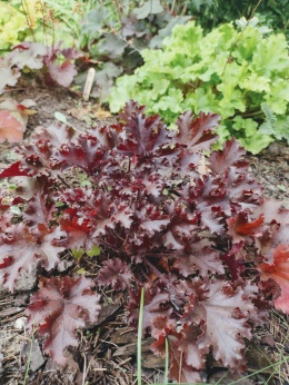 Żurawka 'Black Taffeta' (L)