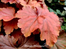 Żurawka 'Bloody Dinosaur' (L)