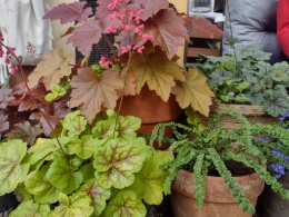 Żurawka 'Bloody Dinosaur' (L)