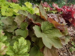 Żurawka 'Brownies' (L)