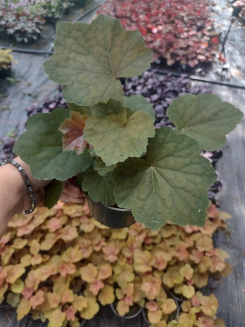 Żurawka 'Brownies' (L)