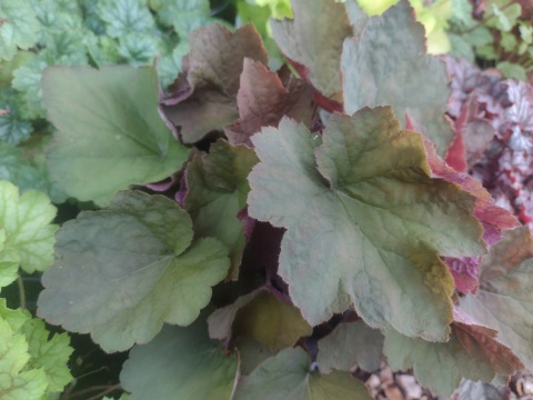 Żurawka 'Brownies' (L)