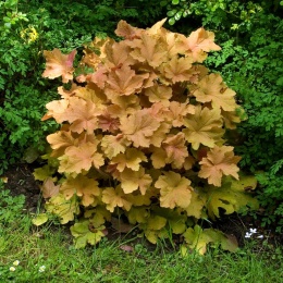 Żurawka 'Caramel' (L)