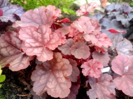 Żurawka 'Caribbean Sea' (L)